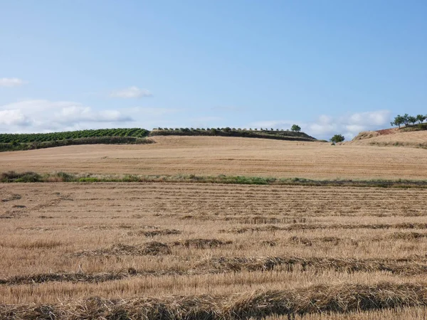 Campo Verano Recin Segado יIdo Cosecha Campo Zona Navarra Espaa — Stockfoto