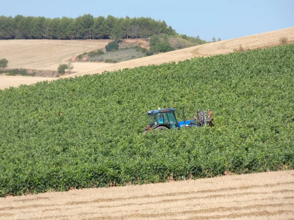 Campi Vite Prima Della Raccolta Campi Pieni Foglie Verdi Dei — Foto Stock