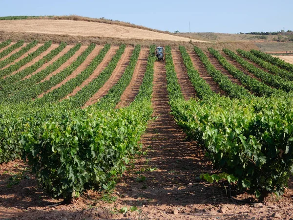 Vine Velden Voor Het Oogsten Velden Vol Groene Bladeren Van — Stockfoto