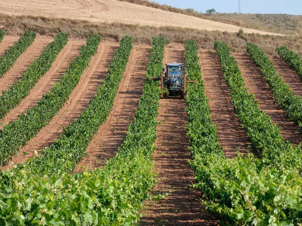 Vine Velden Voor Het Oogsten Velden Vol Groene Bladeren Van — Stockfoto