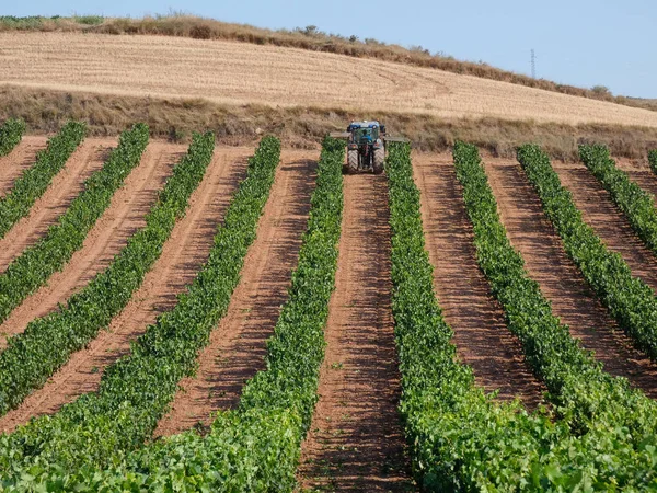 Vine Velden Voor Het Oogsten Velden Vol Groene Bladeren Van — Stockfoto