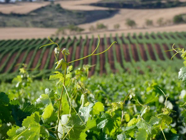 Campos Vid Antes Cosecha Campos Llenos Hojas Verdes Las Cepas — Foto de Stock