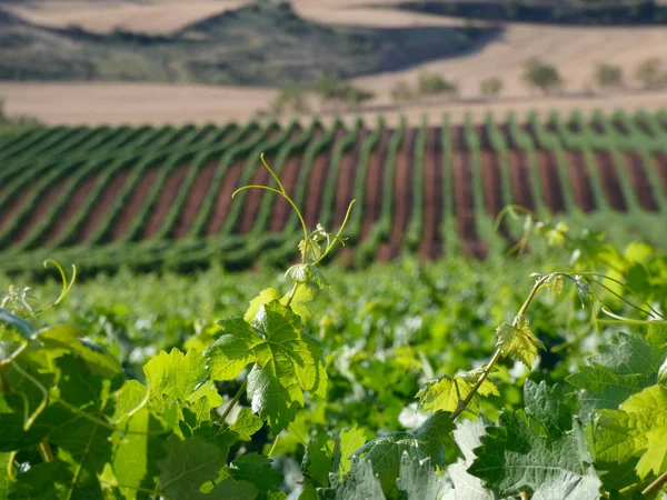 Campos Vid Antes Cosecha Campos Llenos Hojas Verdes Las Cepas — Foto de Stock