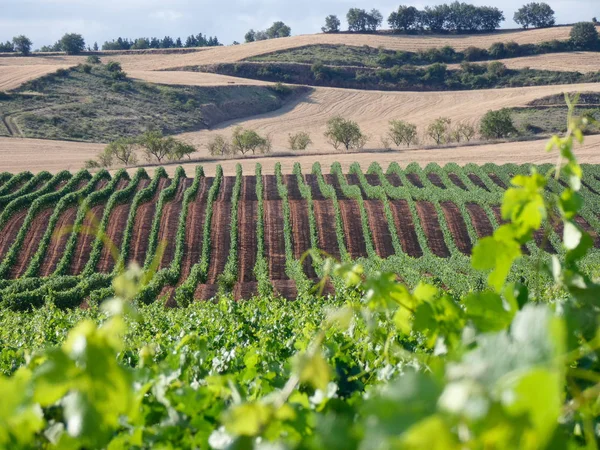 Vine Velden Voor Het Oogsten Velden Vol Groene Bladeren Van — Stockfoto