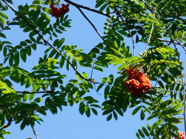 bir dağ ağacının tepesinde meyve
