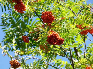bir dağ ağacının tepesinde meyve
