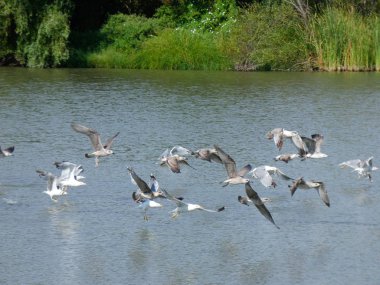 Sudan çıkan ve Costa Brava, Girona, Katalonya, İspanya bölgesinde uçan martılar