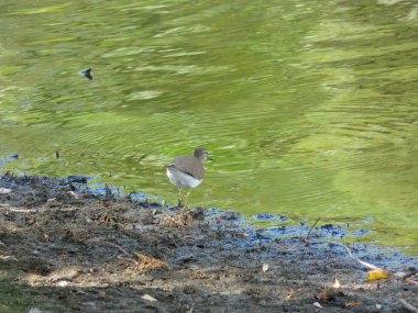 Costa Brava, Girona, Katalonya, İspanya alanında su gagalama yanında küçük su kuşu