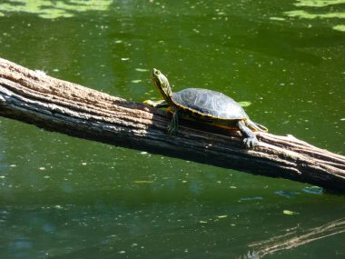 Costa Brava, Girona, Katalonya, İspanya üzerinde bir hayvan muhafaza vahşi kaplumbağa