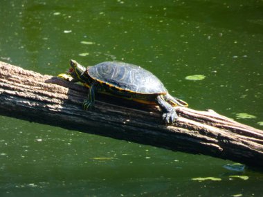 Costa Brava, Girona, Katalonya, İspanya üzerinde bir hayvan muhafaza vahşi kaplumbağa