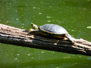 Costa Brava, Girona, Katalonya, İspanya üzerinde bir hayvan muhafaza vahşi kaplumbağa