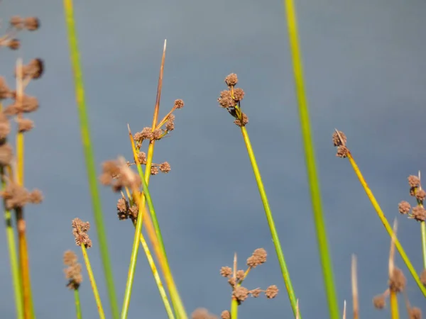 Reeds Edge Artificial Lake Costa Brava Girona Catalonia Spain — Stock Photo, Image