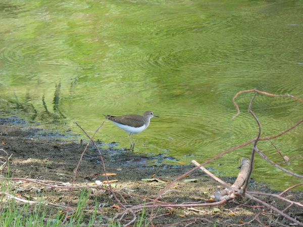 Малий Водний Птах Поруч Водою Клювали Районі Коста Брава Жірона — стокове фото