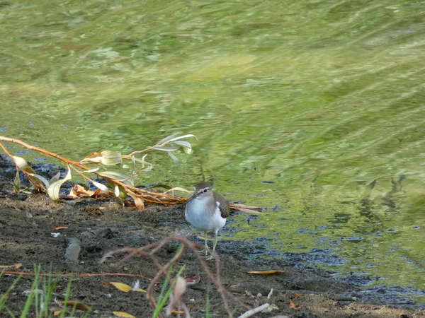 Малий Водний Птах Поруч Водою Клювали Районі Коста Брава Жірона — стокове фото