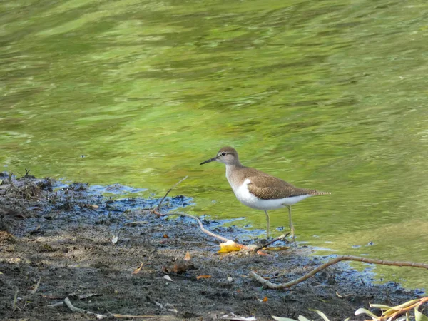 Pequeño Pájaro Acuático Junto Picoteo Agua Zona Costa Brava Girona —  Fotos de Stock