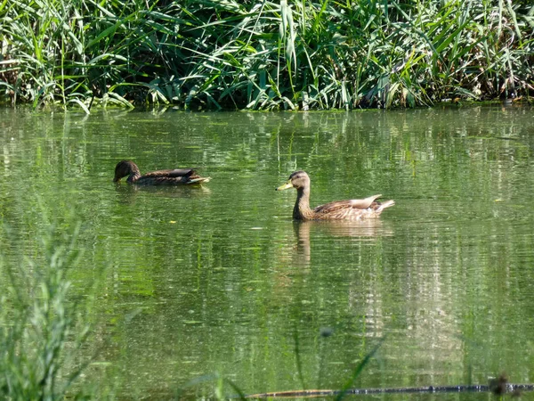 Patos Nadando Lago Com Água Verde Pato Selvagem Santuário Para — Fotografia de Stock