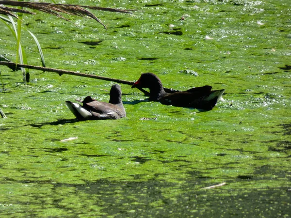 Patos Nadando Lago Com Água Verde Pato Selvagem Santuário Para — Fotografia de Stock