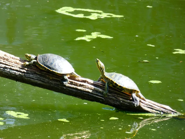 Tortuga Silvestre Recinto Animales Costa Brava Girona Cataluña España — Foto de Stock