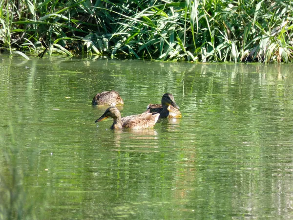 Canards Nageant Dans Lac Avec Eau Verte Canard Sauvage Dans — Photo