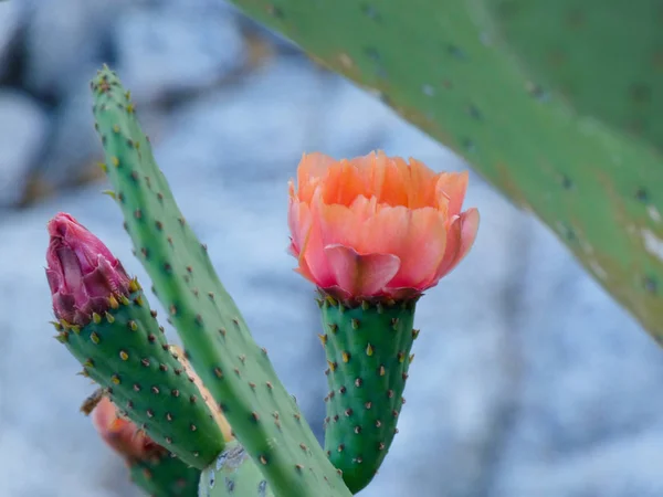 Prickly pear flower, which will later be a prickly pear