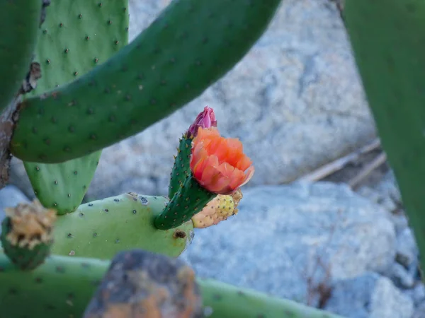 Prickly pear flower, which will later be a prickly pear