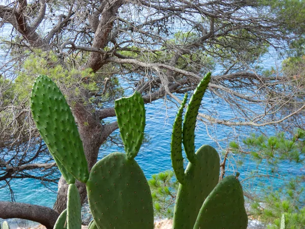 Costa Brava, Girona, İspanya, Akdeniz kıyıları, plajlar ve kayalıklar, engebeli manzara, güzel çok güzel dolu