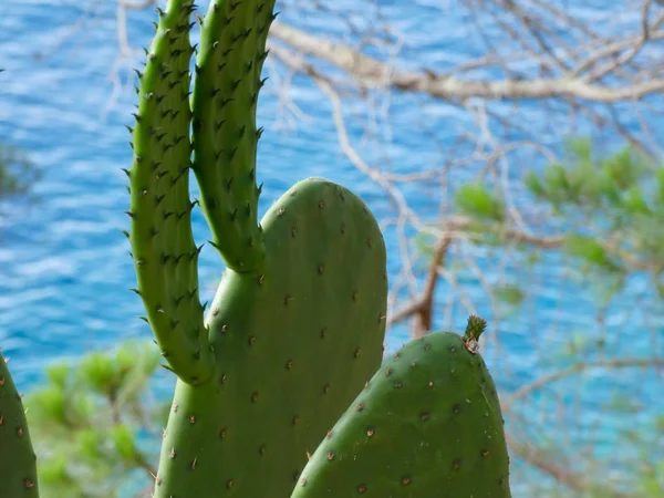 Costa Brava, Girona, İspanya, Akdeniz kıyıları, plajlar ve kayalıklar, engebeli manzara, güzel çok güzel dolu