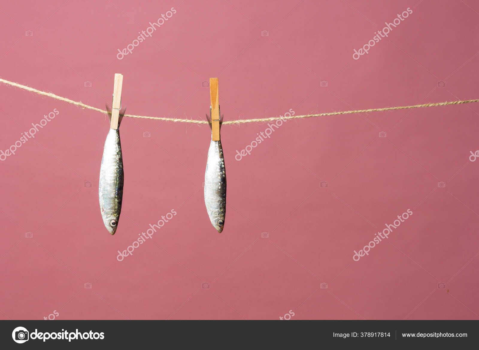 Sardine Fish Easily Found Fishmongers Usually Fished Mediterranean Sea