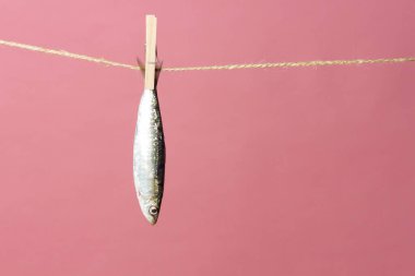 Sardalya balıkçılarda kolayca bulunan bir balıktır, Akdeniz 'de genellikle avlanır ve Akdeniz diyetinde yaygın olarak görülür, sağlıklı ve omega dolu.