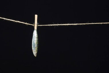 Sardalya balıkçılarda kolayca bulunan bir balıktır, Akdeniz 'de genellikle avlanır ve Akdeniz diyetinde yaygın olarak görülür, sağlıklı ve omega dolu.