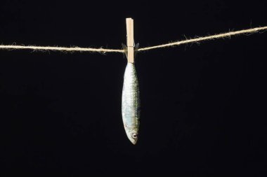 Sardalya balıkçılarda kolayca bulunan bir balıktır, Akdeniz 'de genellikle avlanır ve Akdeniz diyetinde yaygın olarak görülür, sağlıklı ve omega dolu.