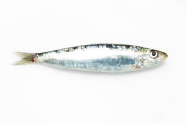 Sardine is a fish that is easily found in fishmongers, it is usually fished in the Mediterranean Sea and is common in the Mediterranean diet, healthy and full of Omega clipart