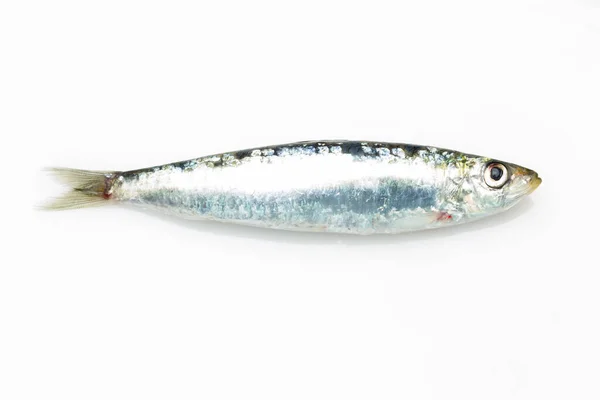 Sardine Ist Ein Fisch Der Leicht Fischhändlern Finden Ist Wird — Stockfoto