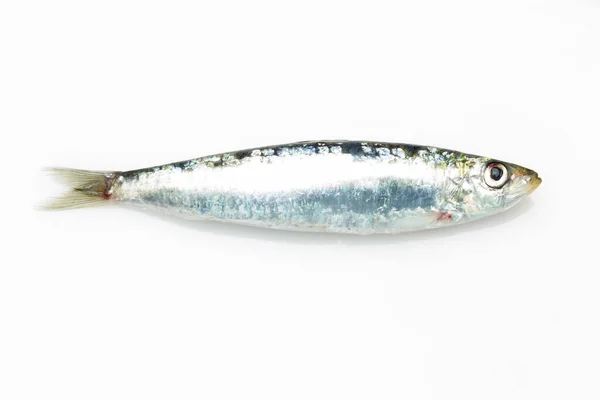 Sardine Est Poisson Qui Trouve Facilement Dans Les Poissonniers Est — Photo