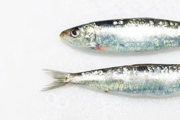 Sardinha Peixe Que Facilmente Encontrado Peixeiros Geralmente Pescado Mar Mediterrâneo — Fotografia de Stock