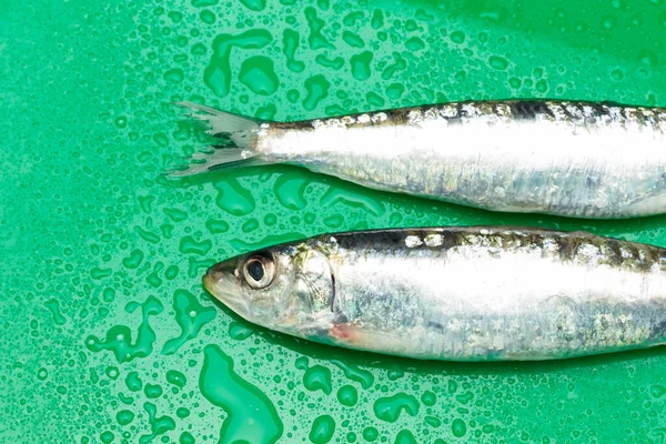 Sardinha Peixe Que Facilmente Encontrado Peixeiros Geralmente Pescado Mar Mediterrâneo — Fotografia de Stock