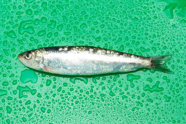 Szardínia Egy Hal Amely Könnyen Megtalálható Halárusok Általában Halászott Földközi — Stock Fotó