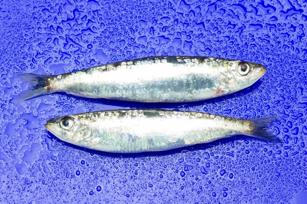 Sardinha Peixe Que Facilmente Encontrado Peixeiros Geralmente Pescado Mar Mediterrâneo — Fotografia de Stock