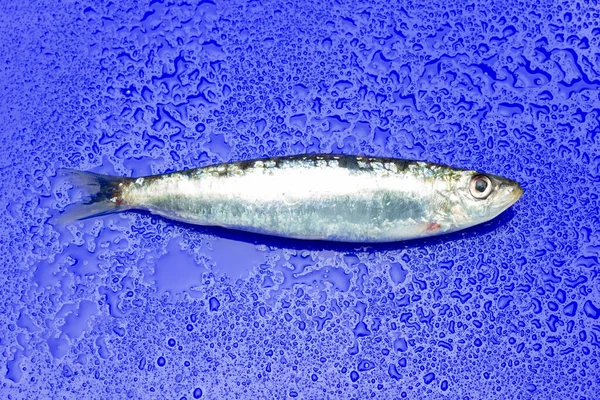 Sardinha Peixe Que Facilmente Encontrado Peixeiros Geralmente Pescado Mar Mediterrâneo — Fotografia de Stock