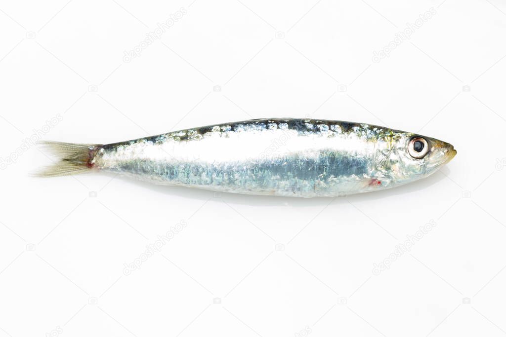 Sardine is a fish that is easily found in fishmongers, it is usually fished in the Mediterranean Sea and is common in the Mediterranean diet, healthy and full of Omega