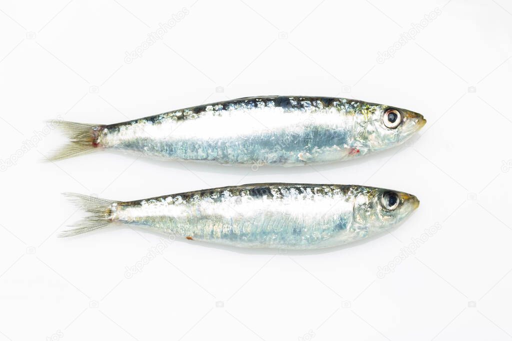 Sardine is a fish that is easily found in fishmongers, it is usually fished in the Mediterranean Sea and is common in the Mediterranean diet, healthy and full of Omega