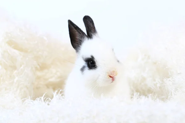 Çok Güzel Beyaz Siyah Küçük Hollanda Cüce Tavşanı Veya Bunny — Stok fotoğraf