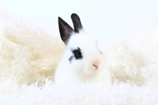 Adorable Petit Lapin Nain Néerlandais Blanc Noir Lapin Sur Fond — Photo