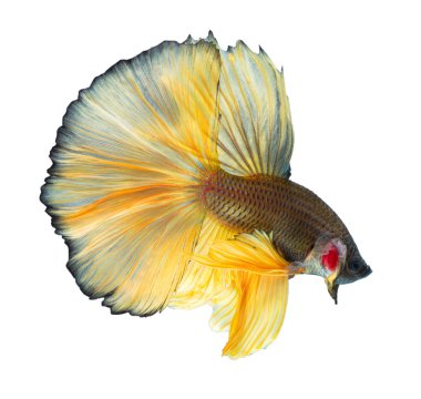 Güzel Siyam mücadele balık veya egzotik daha iyi splenden, closeup vurdu 