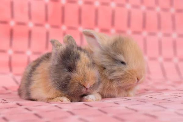 Adorable Young Baby Rabbits Pink Cloth Background Weeks Old Little — Stock Photo, Image