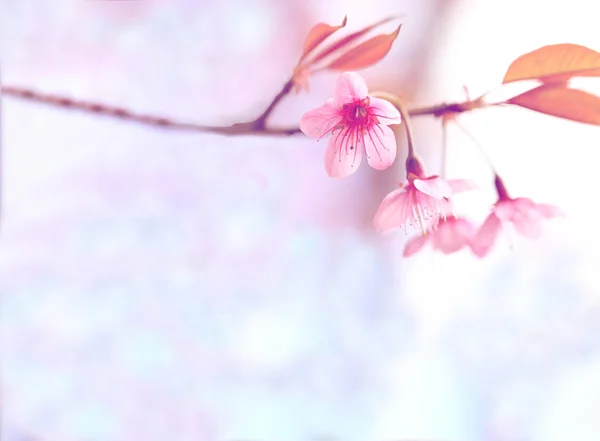 Hermosa Flor Rosa Japonesa Sakura Flores Para Fondo Con Espacio — Foto de Stock