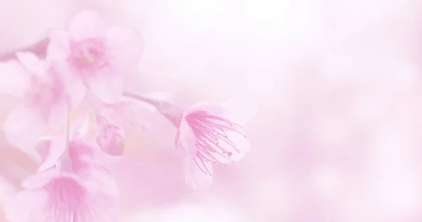 Beautiful Blossom Pink Japanese Sakura Flowers Background Copy Space — Stock Photo, Image