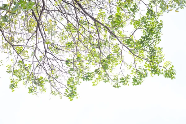 Ramos Árvores Folhas Verdes Sobre Fundo Branco Isolado — Fotografia de Stock