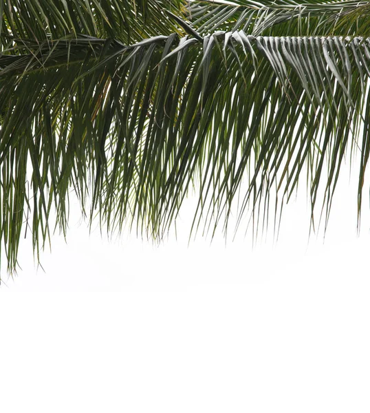 特写镜头新鲜的椰子叶子在白色背景 — 图库照片