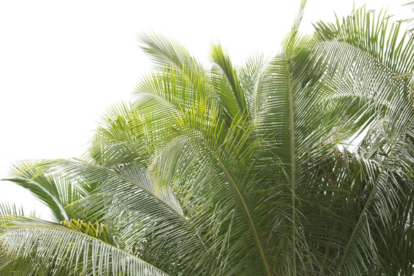 Closeup Fresh Coconut Leaves White Background — Stock Photo, Image